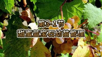 第3-1节-甜蜜蓝宝石幼苗管理
