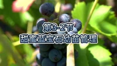 第3-2节-甜蜜蓝宝石幼苗管理