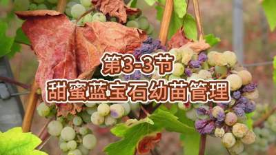 第3-3节-甜蜜蓝宝石幼苗管理