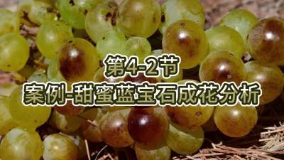 第4-2节-案例-甜蜜蓝宝石成花分析
