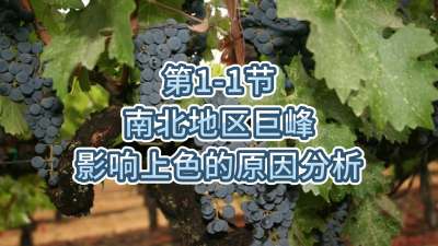 第1-1节-南北地区巨峰影响上色的原因分析