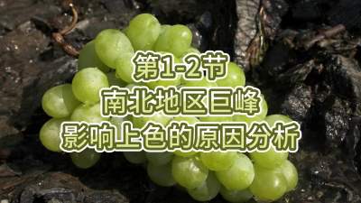 第1-2节-南北地区巨峰影响上色的原因分析