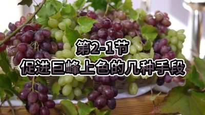 第2-1节-促进巨峰上色的几种手段