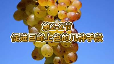 第2-2节-促进巨峰上色的几种手段