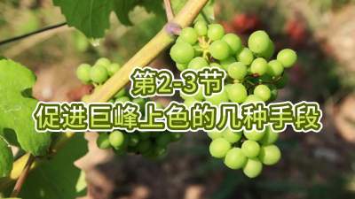 第2-3节-促进巨峰上色的几种手段