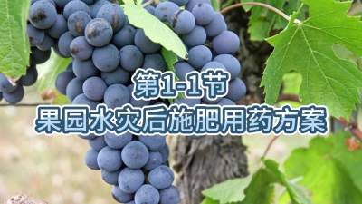 第1-1节-果园水灾后施肥用药方案