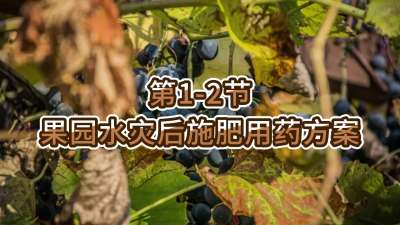 第1-2节-果园水灾后施肥用药方案