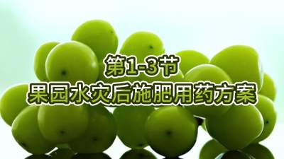 第1-3节-果园水灾后施肥用药方案