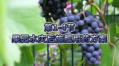第1-4节-果园水灾后施肥用药方案