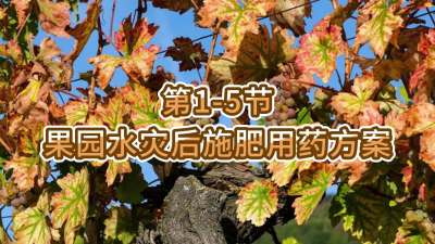 第1-5节-果园水灾后施肥用药方案