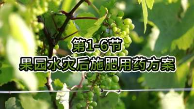 第1-6节-果园水灾后施肥用药方案