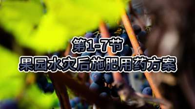 第1-7节-果园水灾后施肥用药方案