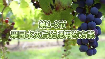 第1-8节-果园水灾后施肥用药方案