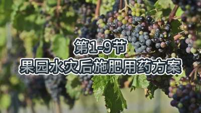 第1-9节-果园水灾后施肥用药方案
