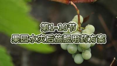 第1-10节-果园水灾后施肥用药方案
