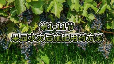 第1-11节-果园水灾后施肥用药方案