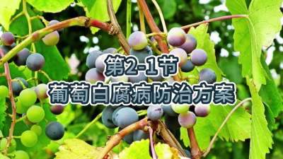 第2-1节-葡萄白腐病防治方案