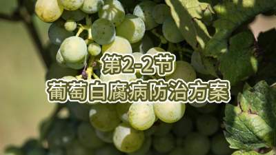 第2-2节-葡萄白腐病防治方案