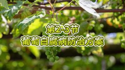 第2-3节-葡萄白腐病防治方案