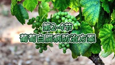 第2-4节-葡萄白腐病防治方案