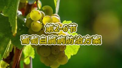 第2-6节-葡萄白腐病防治方案