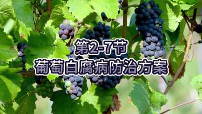 第2-7节-葡萄白腐病防治方案