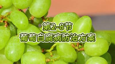 第2-8节-葡萄白腐病防治方案