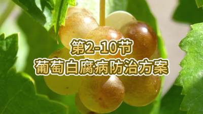 第2-10节-葡萄白腐病防治方案