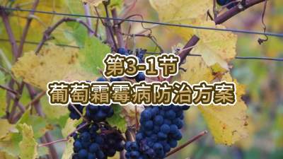 第3-1节-葡萄霜霉病防治方案