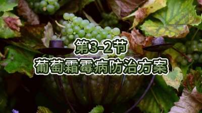第3-2节-葡萄霜霉病防治方案