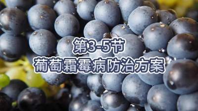 第3-5节-葡萄霜霉病防治方案