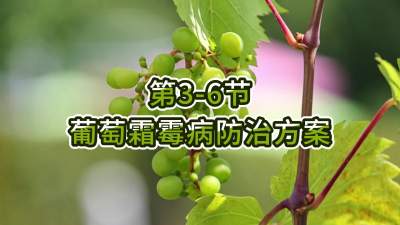 第3-6节-葡萄霜霉病防治方案