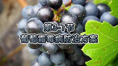 第3-7节-葡萄霜霉病防治方案
