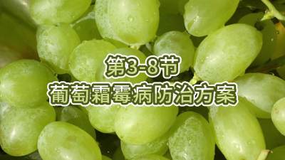 第3-8节-葡萄霜霉病防治方案