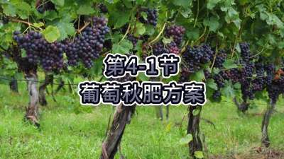 第4-1节-葡萄秋肥方案
