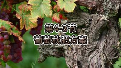 第4-3节-葡萄秋肥方案