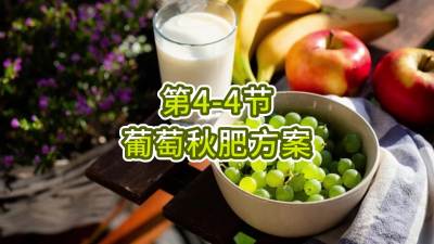 第4-4节-葡萄秋肥方案