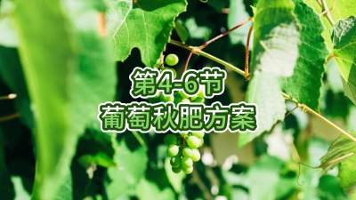 第4-6节-葡萄秋肥方案
