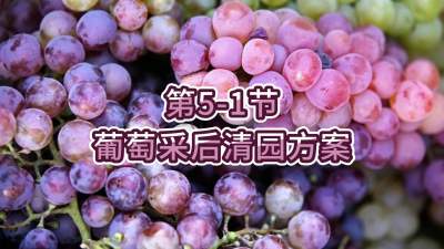 第5-1节-葡萄采后清园方案
