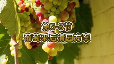 第5-3节-葡萄采后清园方案