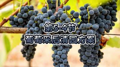 第5-4节-葡萄采后清园方案