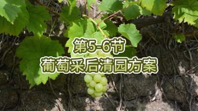 第5-6节-葡萄采后清园方案
