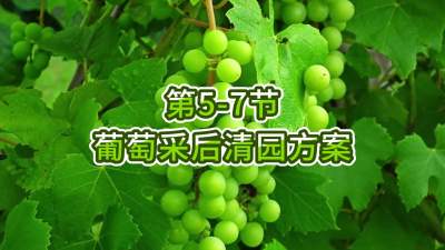 第5-7节-葡萄采后清园方案