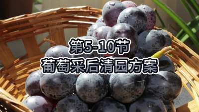 第5-10节-葡萄采后清园方案
