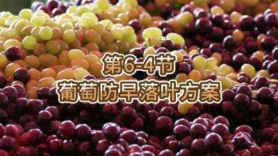 第6-4节-葡萄防早落叶方案