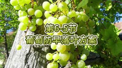 第6-5节-葡萄防早落叶方案
