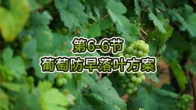第6-6节-葡萄防早落叶方案