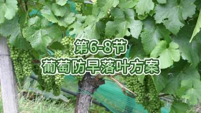 第6-8节-葡萄防早落叶方案