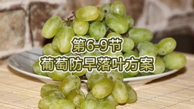 第6-9节-葡萄防早落叶方案