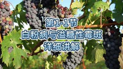 第1-1节-白粉病与溢糖性霉斑详细讲解
